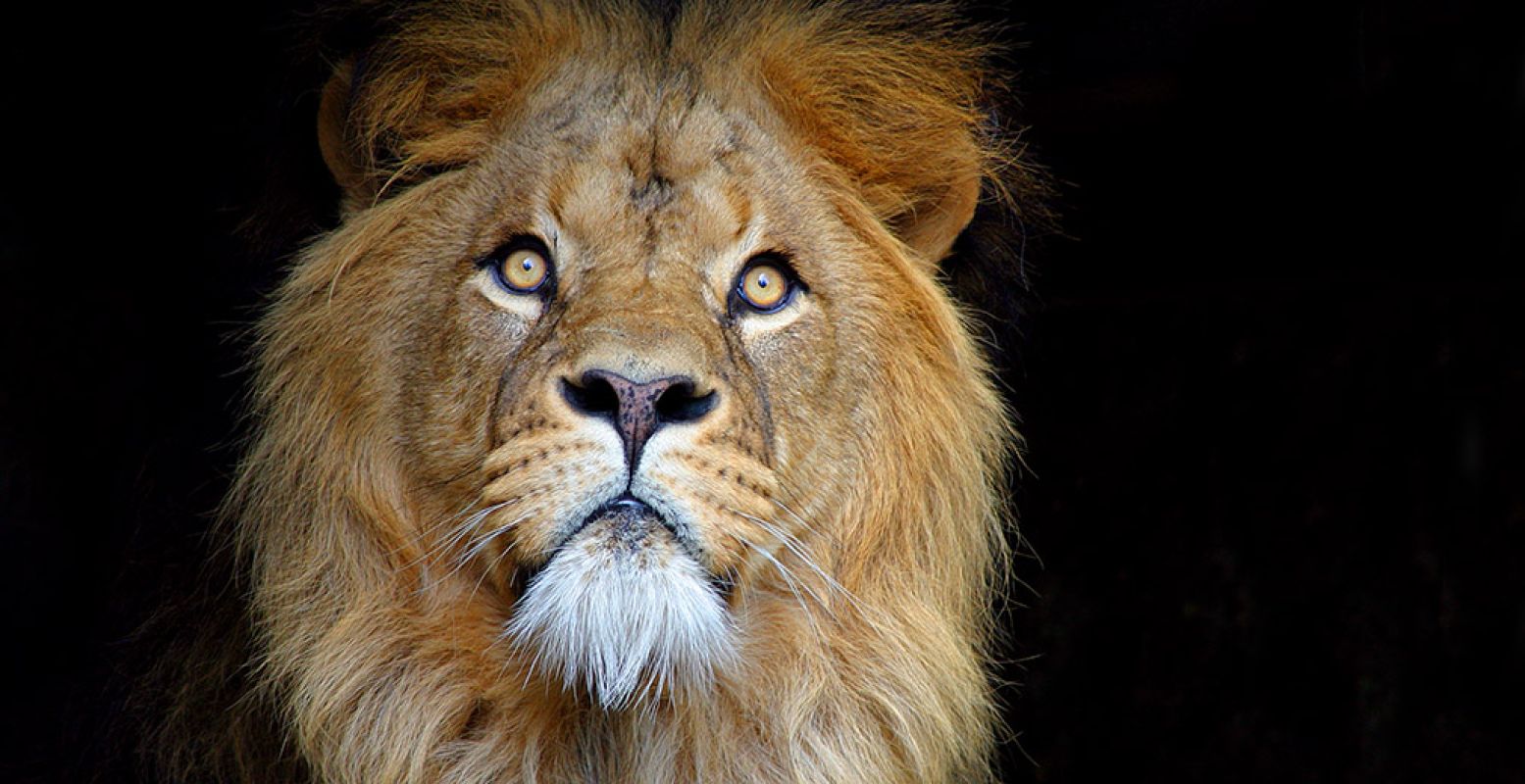 ARTIS is op zoek naar een nieuwe mannetjesleider voor bij de leeuwen. Foto: ARTIS © Ronald van Weeren.