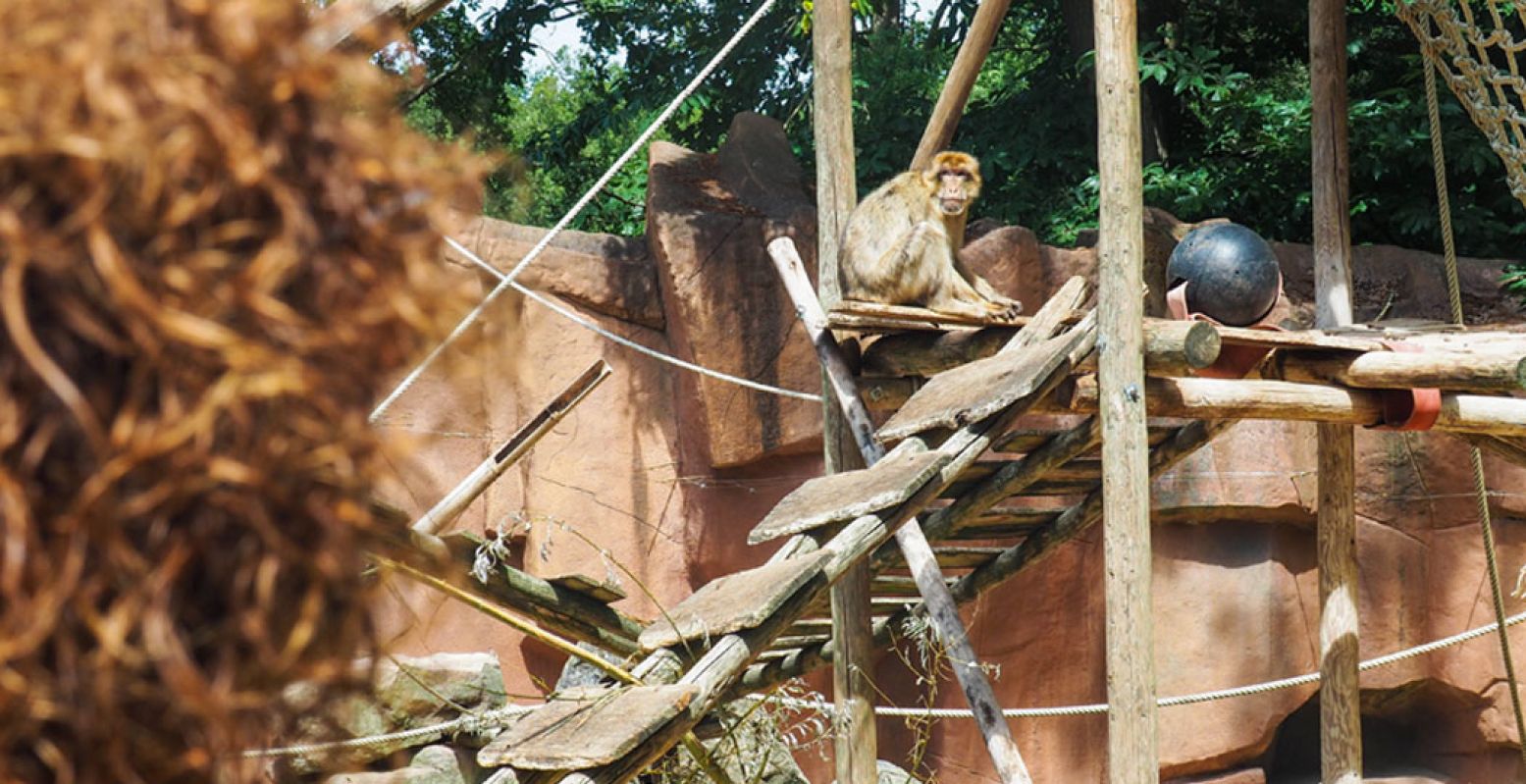 Spot bijzondere dieren in Ouwehands Dierenpark. Foto: Redactie DagjeWeg.NL