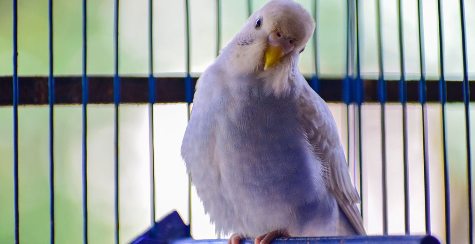 Bewonder duizenden vogels in allerlei soorten en maten tijdens Mondial 2019 in de IJsselhallen in Zwolle. Van rijstvogels tot papegaaien en van parkieten tot kanaries. Foto:  Pexels .