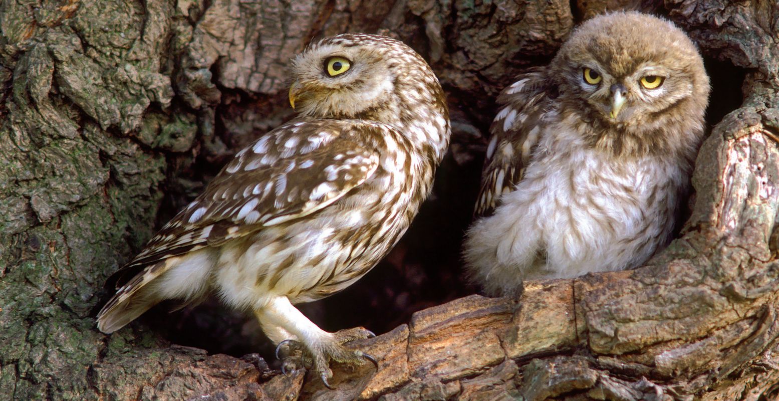 Ook op de steenuil staat de webcam gericht. Foto: Vogelbescherming Nederland @ Koos Dansen