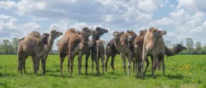 Kamelenavontuur Foto: Kamelenmelkerij Smits