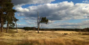 Maak een Van Gogh Wandeling door de natuur