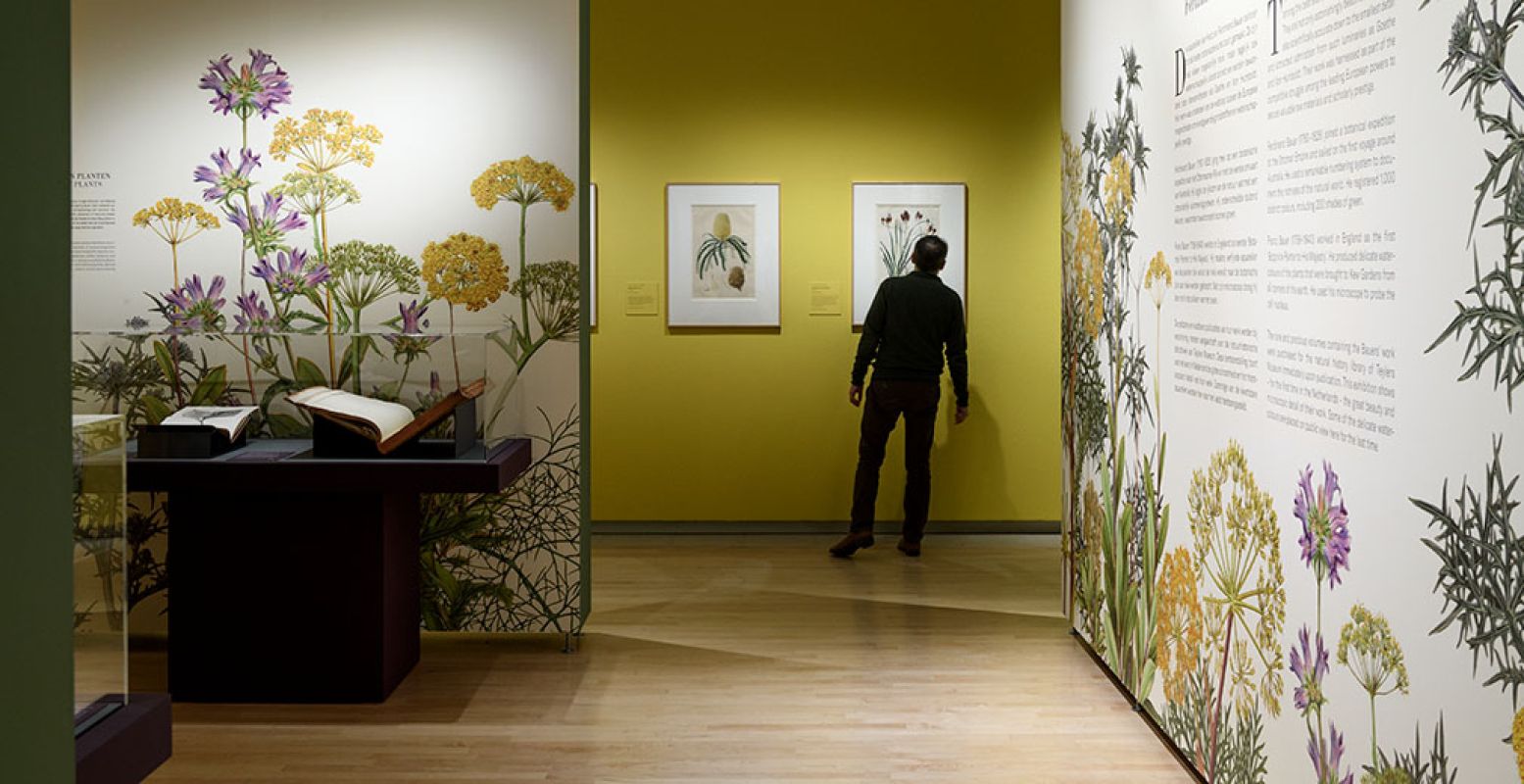 Bekijk prachtige bloementekeningen in Teylers Museum. Foto: Teylers Museum