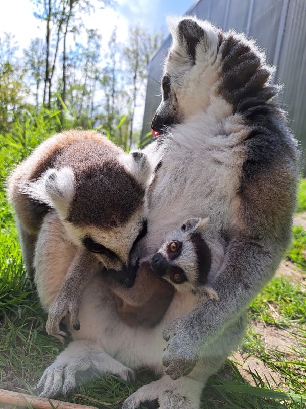 Sinds kort zijn de ringstaartmaki's met één dier meer: er is een kleintje geboren! Foto: Druktemaker © Dierenpark Hoenderdaell