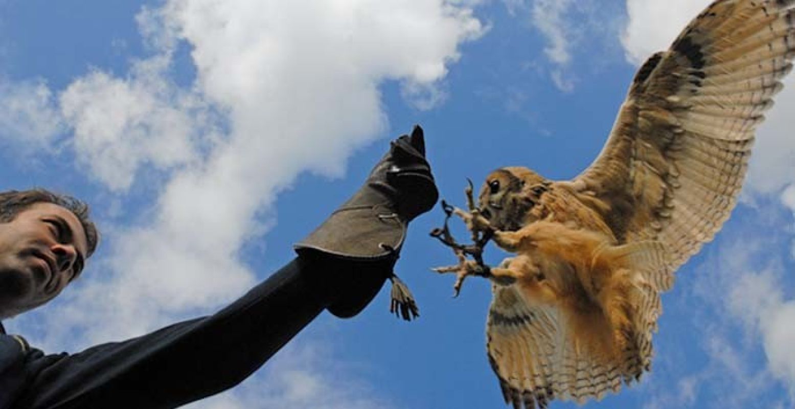 Oog in oog met roofvogels! Foto: Kadopagina