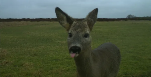Behind the scenes in de natuur