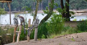 Op safari door nieuw gebied in Beekse Bergen De ringstaartmaki's hebben de ruimte in Safaripark Beekse Bergen. Foto: Beekse Bergen