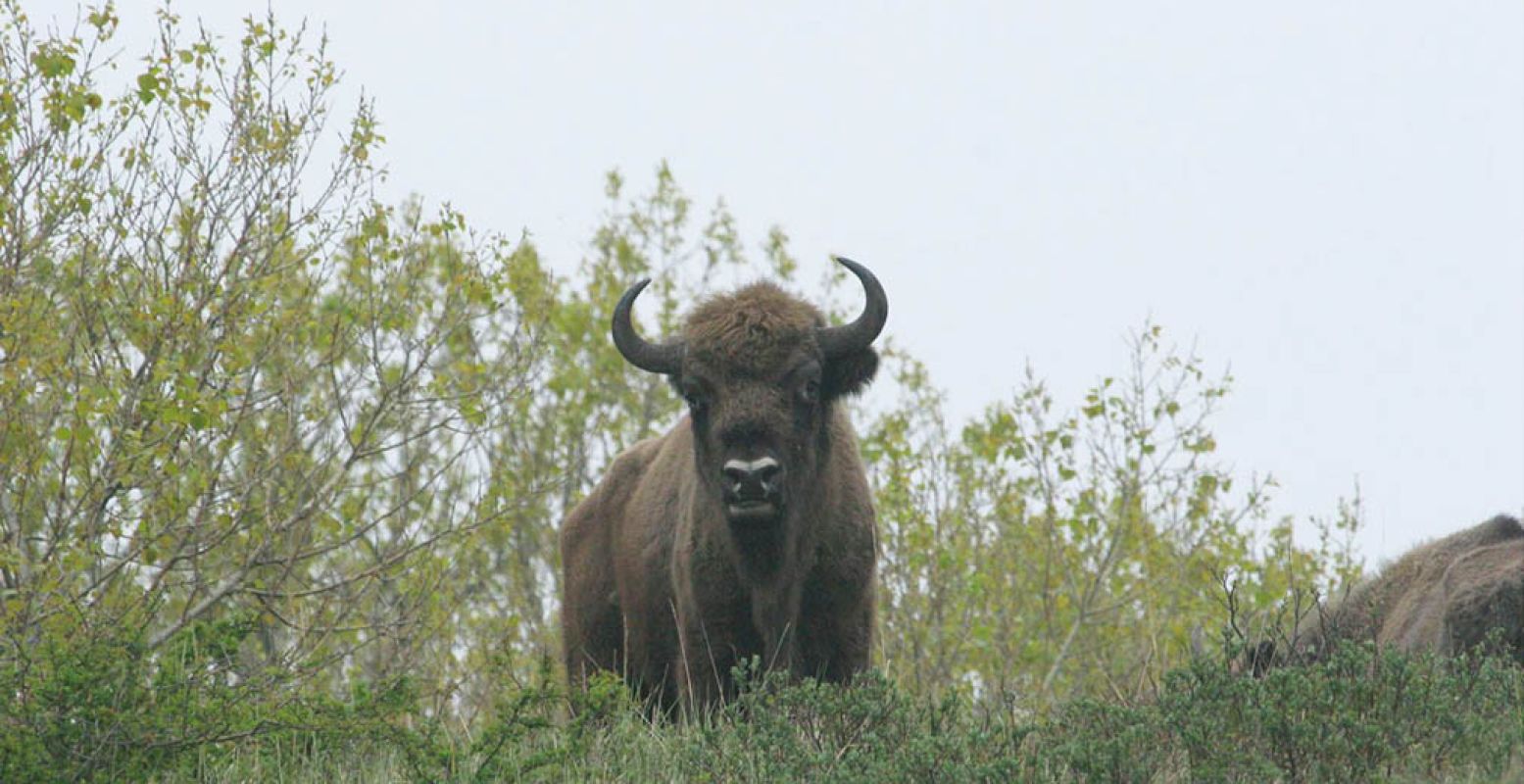 De wisent is het grootste wild van Nederland en is te zien op de Veluwe. Foto: © Leo Linnartz.