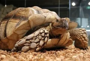 Bekijk een schildpad. Foto: Reptielenhuis De Aarde
