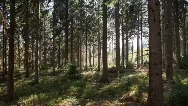 Herfstwandeling Veluwe - Wildarena Hazenbergen bomen in ugchelen veluwe | Foto geüpload door gebruiker Staatsbosbeheer.