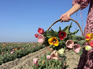 In het voorjaar kun je tulpen uit de grond trekken! Foto: Hanneke's Pluktuin © Willemijn Monsma