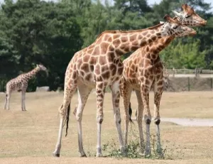 Party animals in Beekse Bergen