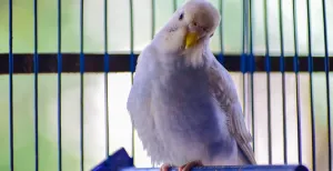 Grootste vogelfestijn ter wereld strijkt in Zwolle neer