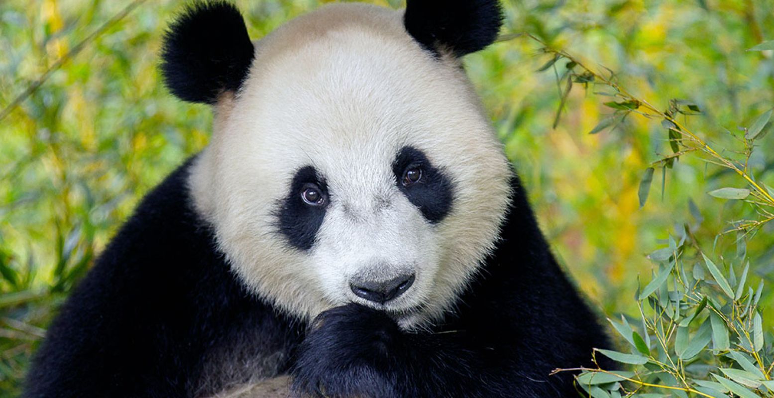 Moeder Wu Wen voordat ze drachtig werd, in Pandasia. Kijkt ze niet schattig, alsof ze diep nadenkt? Toch is ze volgens José Kok een felle dame. Foto: Ouwehands Dierenpark Rhenen