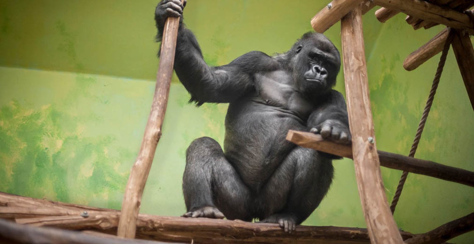 Gorilla Matadi zal blij zijn met de Mensapenvallei. Foto: © ZOO Antwerpen / Jonas Verhulst