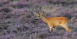 Op safari in Nederland