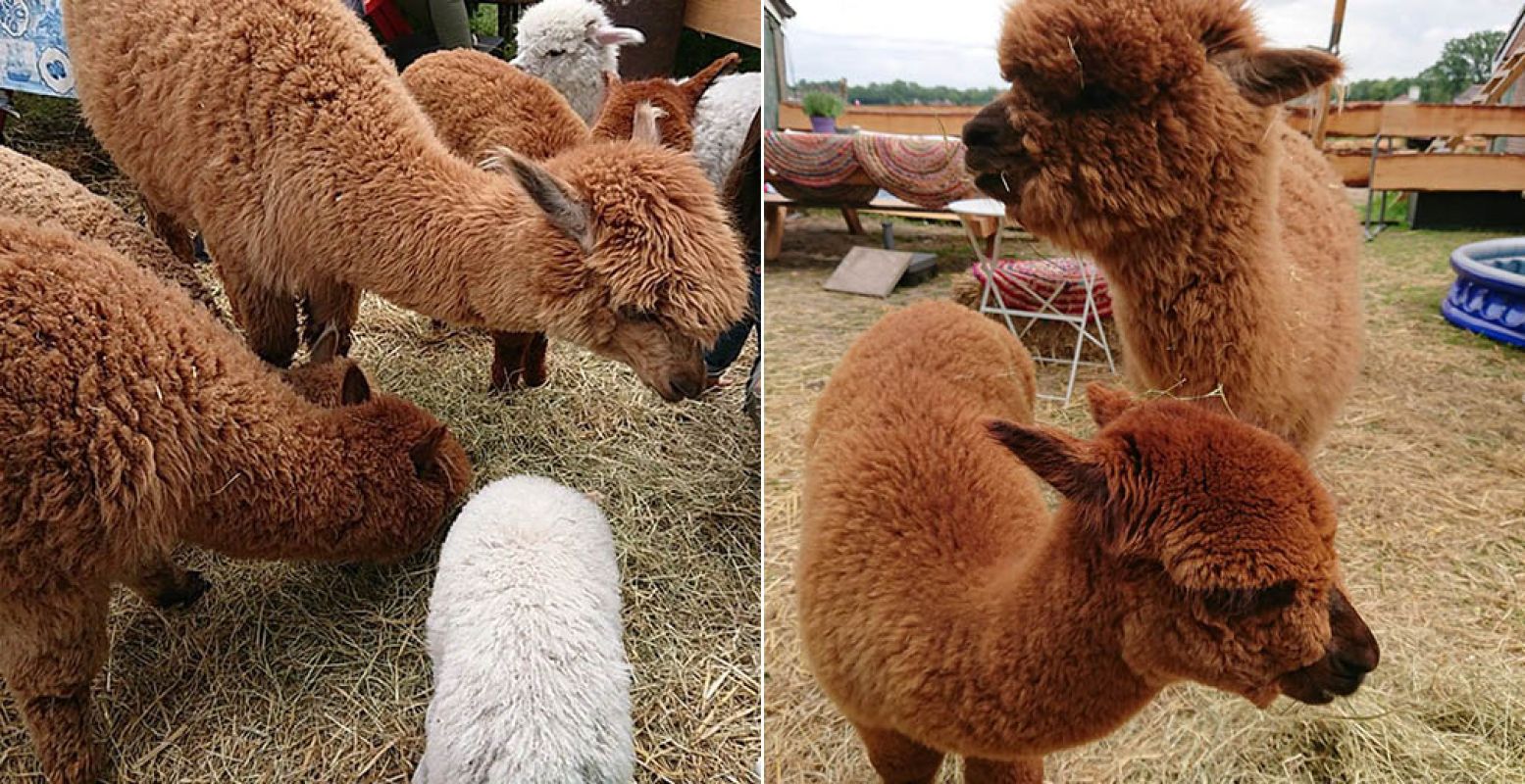 Ze zijn zo schattig dat je amper aan de snoeptoren en thee toe komt: je wil alleen maar naar ze blijven kijken! Foto: DagjeWeg.NL.