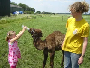 Foto: Kamelenmelkerij Smits