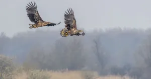 Vogels in het Fochteloërveen | Foto geüpload door gebruiker Natuurmonumenten. Vogels in het Fochteloërveen | Foto geüpload door gebruiker Natuurmonumenten.