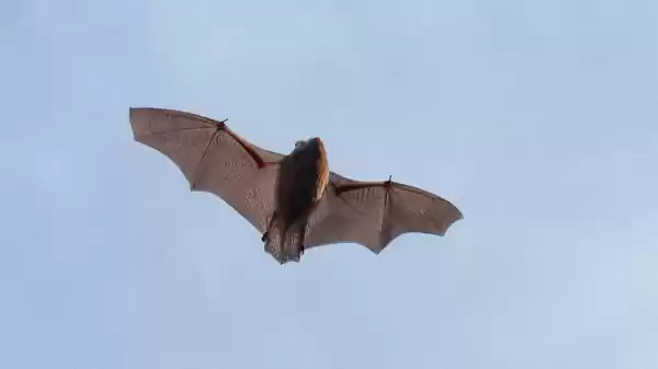 Vleermuizen van het Boomkroonpad gewone dwergvleermuis in vlucht | Foto ge&uuml;pload door gebruiker Staatsbosbeheer.