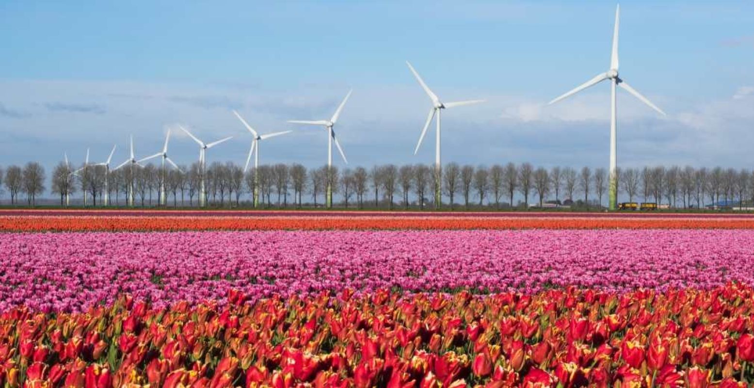 Langs de Tulpenroute Dronten geniet je van duizenden felgekleurde tulpen. Foto: PrintOnMedia.