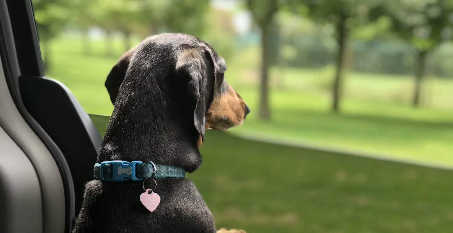 Neem je hond mee met een dagje uit. Kwispelende staartjes gegarandeerd! Foto:  Unsplash License  © Jon Lever