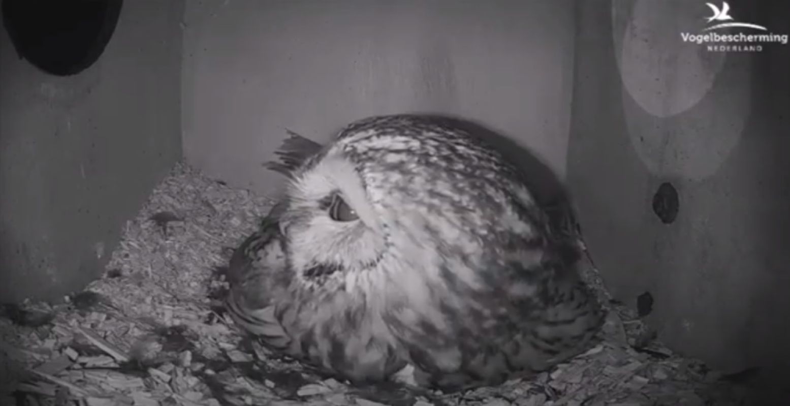 Kijk mee in het nest van de bosuil. Foto: screenshot Youtube / Vogelbescherming Nederland.