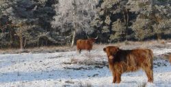Heerlijk wegdromen tijdens een winterwandeling
