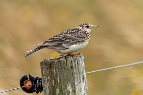 Overzomerende vogels in natuurgebied Waalenburg- De Marel, Texel. Overzomerende vogels in natuurgebied Waalenburg- De Marel, Texel. | Foto ge&uuml;pload door gebruiker Natuurmonumenten.