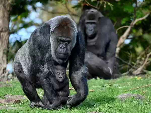 Misschien zie je wel een gorillajong! Foto: GaiaZOO