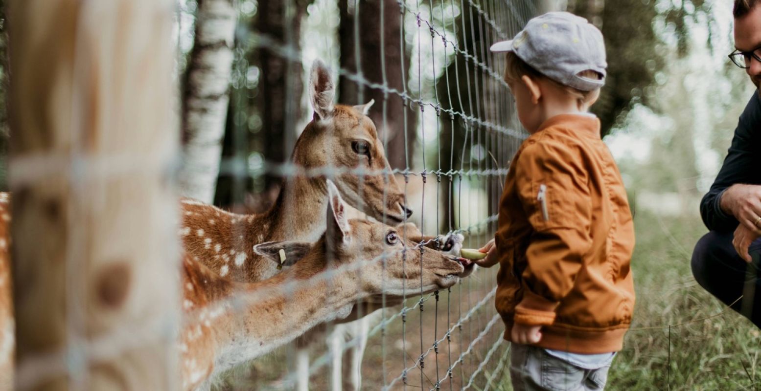 Ook vaak gratis: de kinderboerderij! Foto: Unsplash Ook vaak gratis: de kinderboerderij! Foto: Unsplash