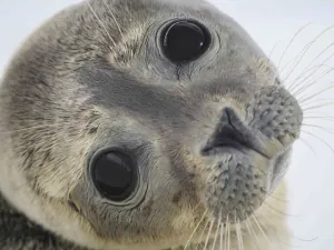 Foto: Zeehondencentrum Pieterburen