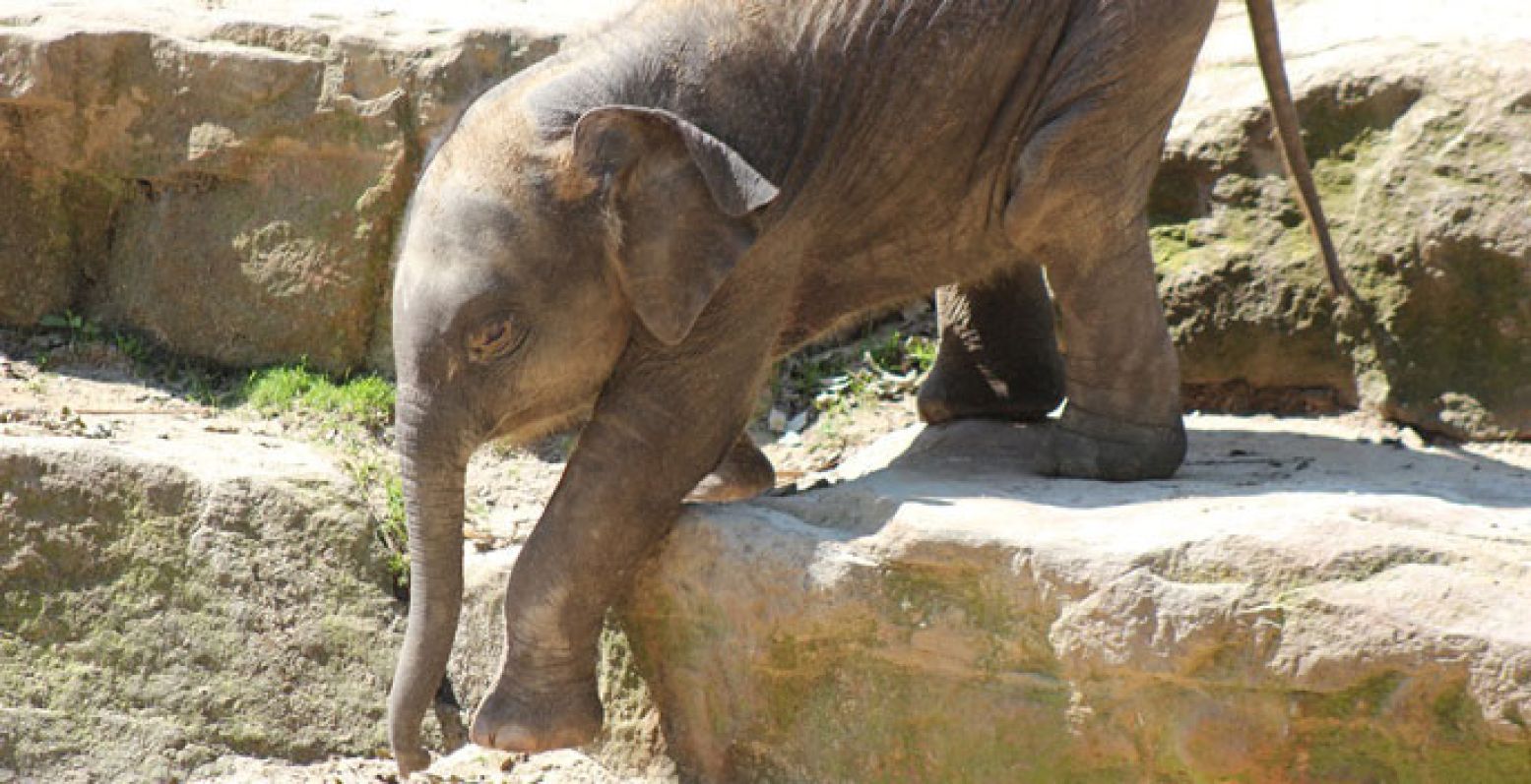Kleine olifantjes houden ook van spelen. Foto: Dierenpark Emmen