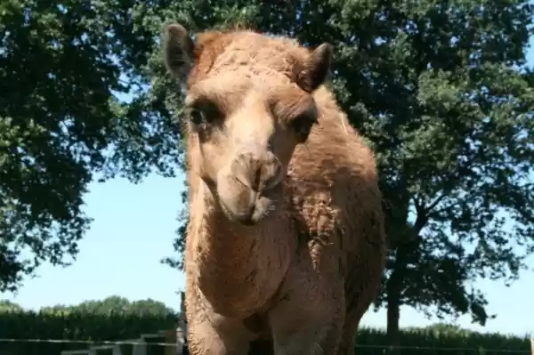 Foto: Kamelenmelkerij Smits