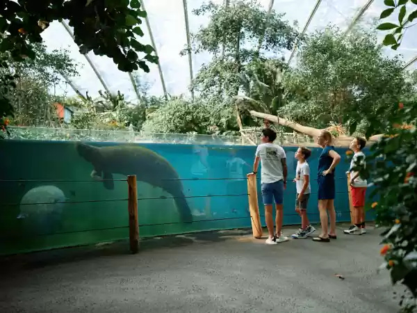 Bezoek de zeekoeien in de Mangrove. Foto: Burgers' Zoo © R.W. Hermanus