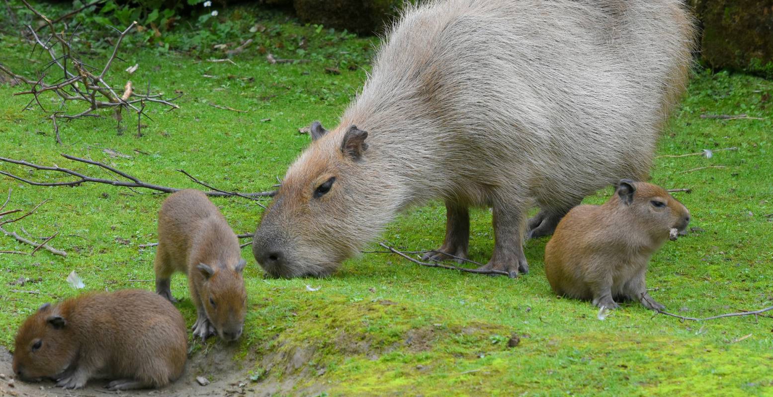 Viervoudige schattigheid. Foto: Burgers Zoo © GaiaZoo Viervoudige schattigheid. Foto: Burgers Zoo © GaiaZoo