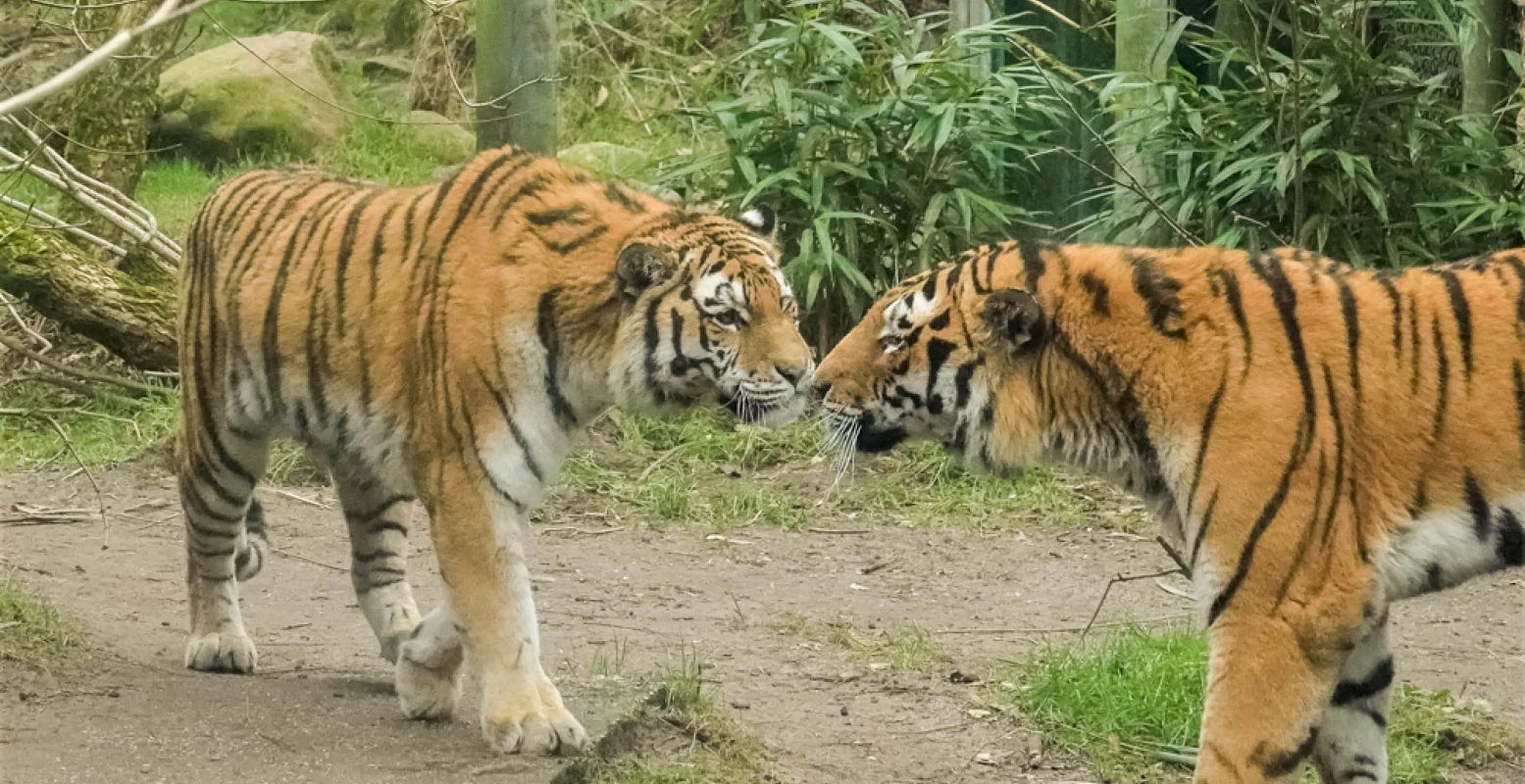 Deze Siberische tijgers hebben het ook heel gezellig met elkaar. Foto: Dierenpark Amersfoort