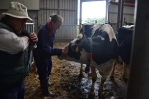 Knuffel met koeien op de gezellige boerderij Breehees Een geruststellende aai is het enige dat de dames toestaan. Foto: DagjeWeg.NL