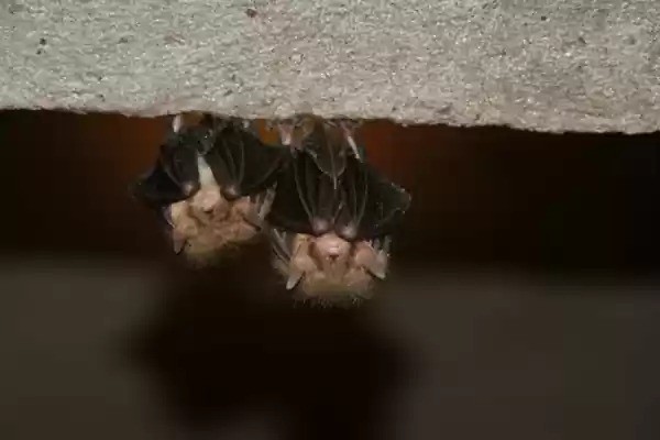 Twee vleermuizen hangend aan plafond | Foto geüpload door gebruiker Staatsbosbeheer. Twee vleermuizen hangend aan plafond | Foto geüpload door gebruiker Staatsbosbeheer.