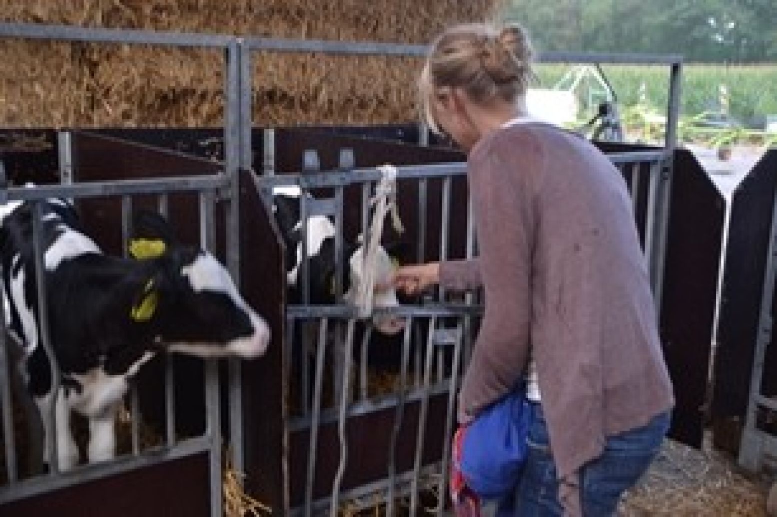 De kleine kalfjes sabbelen graag op onze handen. Foto: DagjeWeg.NL