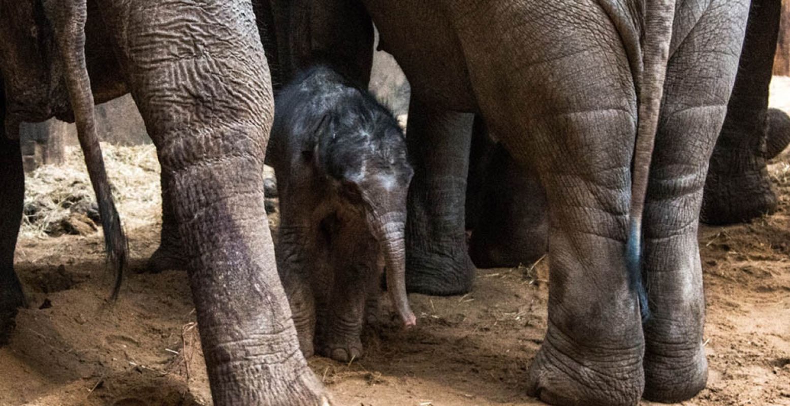 De naam Yunha werd gekozen via een actie op Facebook. Foto: DierenPark Amersfoort.