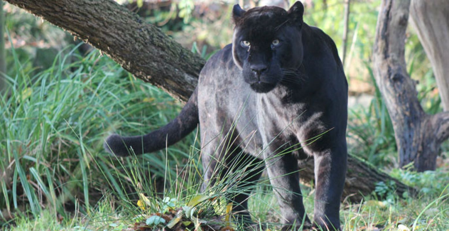 Durf jij die stoere jaguar in zijn ogen te kijken? Foto: Dierenpark Emmen