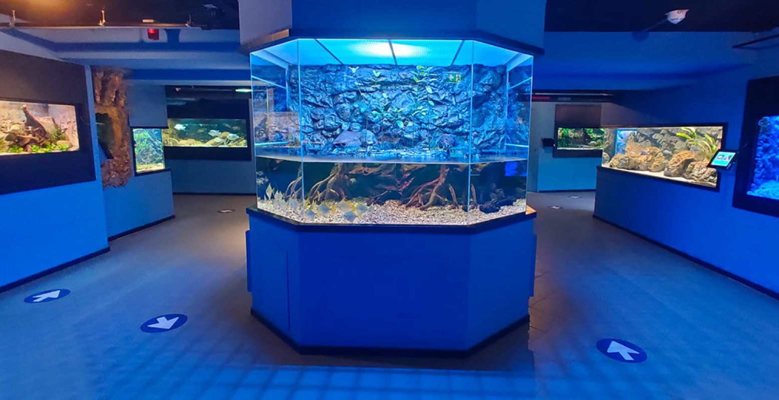 Je vergapen aan aquariums en terrariums. Foto: Aqua Zoo Â© Ivar Christiaanse