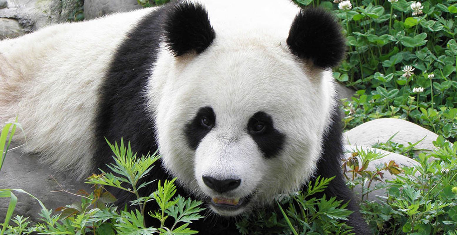 Reuzenpanda Xing Ya is binnenkort in haar verblijf Pandasia te zien, samen met Wu Wen. Foto: © Ouwehands Dierenpark Rhenen.