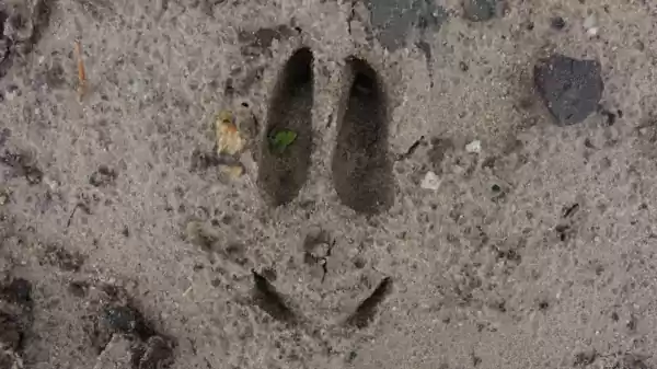 Op zoek naar reeën in Smitsschorre spoor van een ree | Foto geüpload door gebruiker Staatsbosbeheer.