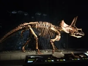 Skelet van een triceratops in de dinozaal. Foto: DagjeWeg.NL