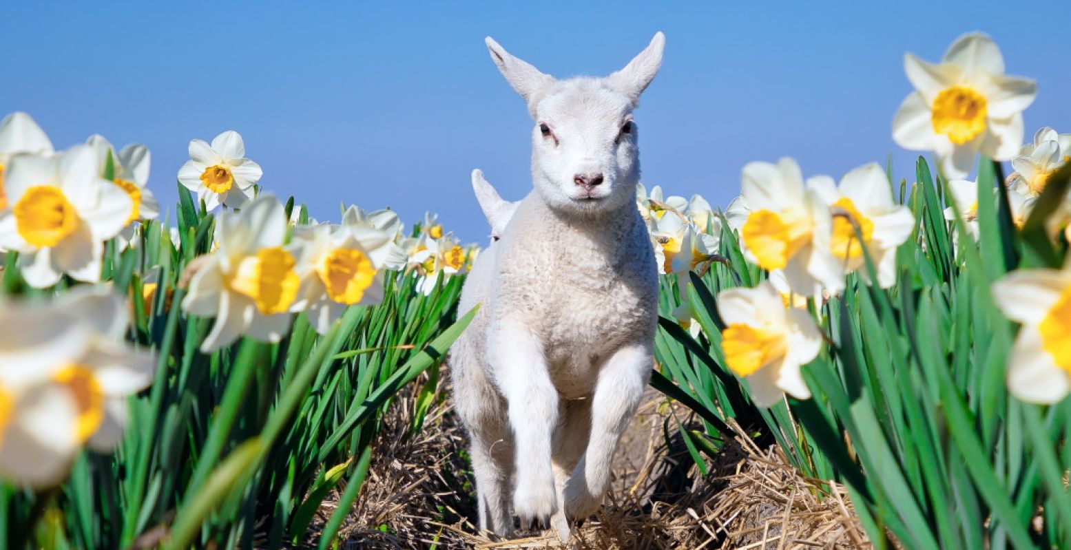 Op Texel spot je zeker lammetjes als je de Lammetjesradar volgt. Op het eiland worden in de lente wel 22.000 lammetjes geboren! Foto: Justin Sinner Pictures