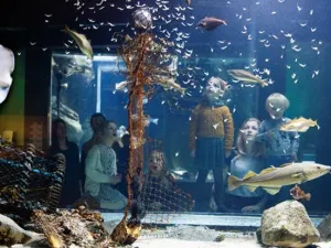 Ontdek wat in de Noordzee leeft bij de diverse Noordzeeaquaria.Foto: NAVIGO-Nationaal Visserijmuseum