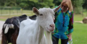 Dol op dieren? Check deze dagjes uit Op bezoek bij de geitjes! Foto: DagjeWeg.NL, Coby Boschma.