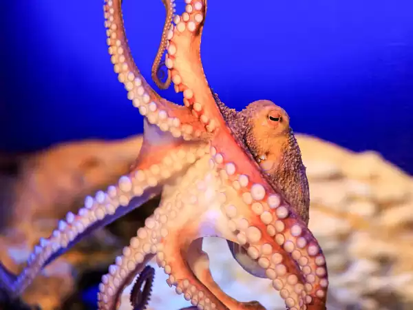 Een octopus kijkt terug. Foto: SeaLife Een octopus kijkt terug. Foto: SeaLife